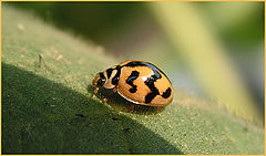 фото "Ms.beetal doing moring walk"