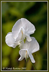 photo "Columbine"