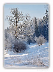 photo "Snow park etude"