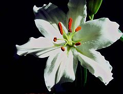 photo "Lillium Regale"