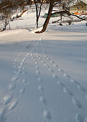 photo "***"