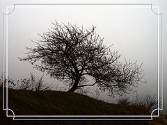 photo "The lonely guard"