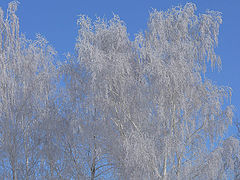 photo "Last winter pictures"