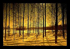 фото "Lights in the woods"