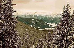 фото "snowy wood"