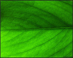 photo "Leaf."