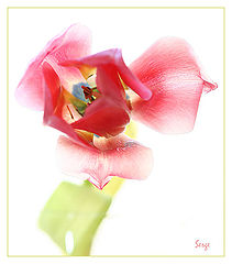 фото "*"