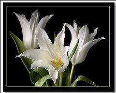 photo "lillium tulipa"