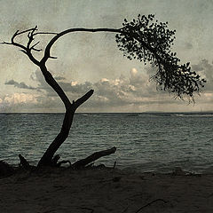photo "..."