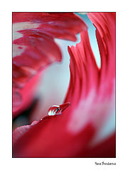 photo "***"