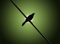 фото "Blackbird"