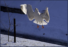 photo "Inspiration"