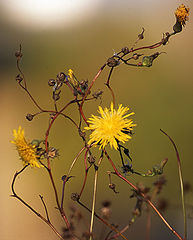 фото "thistles"