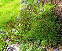 фото "Micro forest"