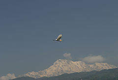 фото "nepal series"