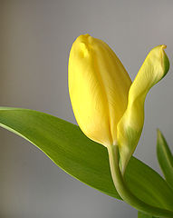 photo "yellow spring"