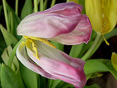 photo "not late to give out all the beauty"