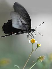 фото "Papilio"