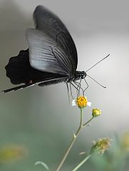 photo "Papilio"