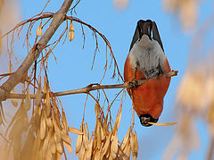 photo "Bullfinch-equilibrist"