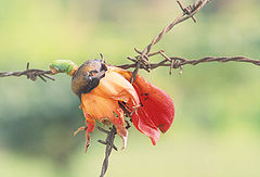 фото "Hang till death"