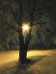 фото "Shadows in the night"
