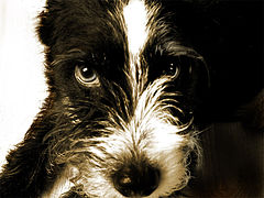photo "Bubimir"
