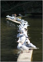 photo "Gulls"