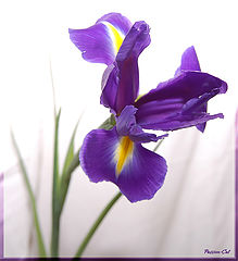фото "blue"