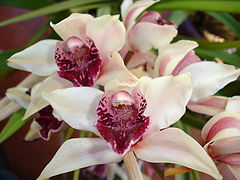 photo "pink orchid"