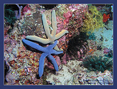 photo "Dancing stars"