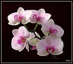 photo "Orchid 2"