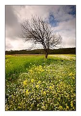 photo "Tree"