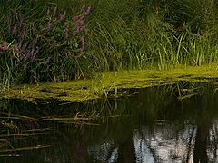 photo "At the end of Summer"