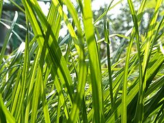 photo "green grass"