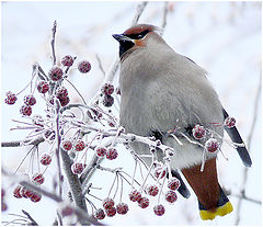 photo "The frosty day"