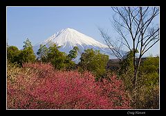 photo "Plum Blossoms III"