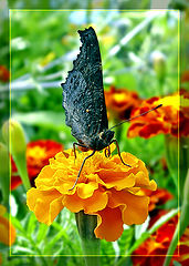 фото "Маленький  "Batman"."