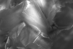 photo "***"