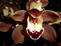 photo "brown orchid"
