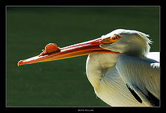 photo "White Pelican"
