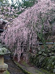 photo "Weeping sakura"