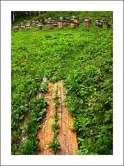 photo "Wooden plates"