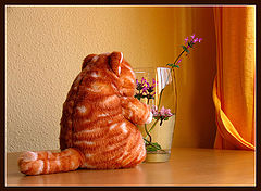 photo "el gato y las flores"