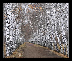 photo "October. Birch avenue."