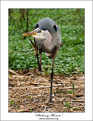 photo "Itching heron"