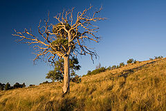 photo "Magic tree"