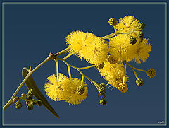 photo "Spring blossom"