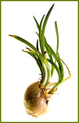 photo "onion 1"