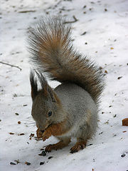 photo "Squirrel"